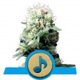 Dance World - Royal Queen Seeds